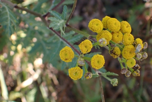 Common Tansy