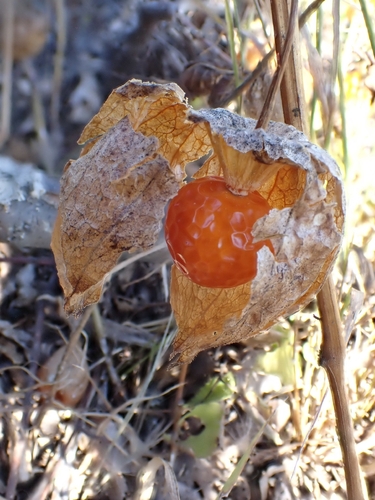 Japanese-lantern