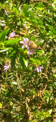 Western Honey Bee