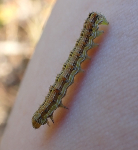 Cotton Bollworm Moth