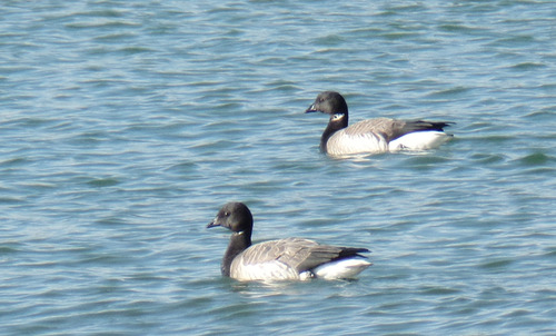Pale-bellied Brant
