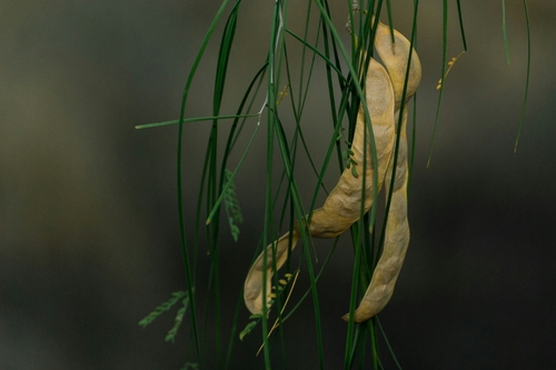 Willard's Acacia