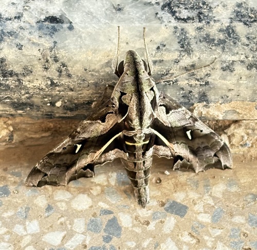 Hemeroplanes ornatus