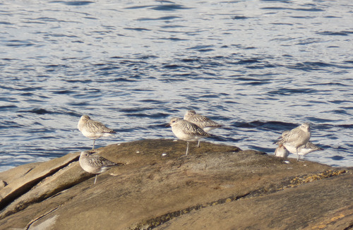 Black-bellied Plover