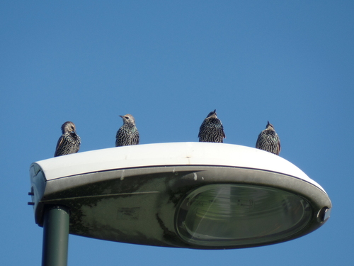 European Starling