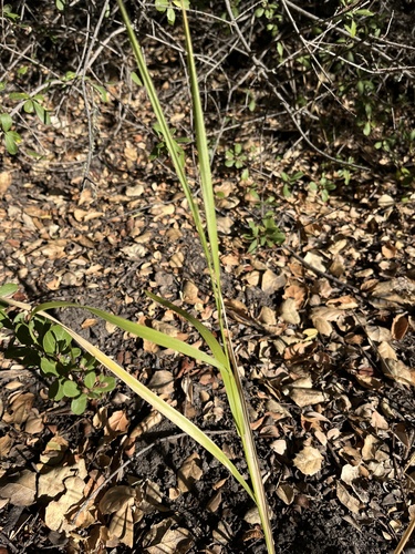 iNaturalist observation photo of Leymus