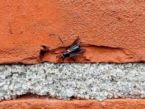 Paykullia maculata