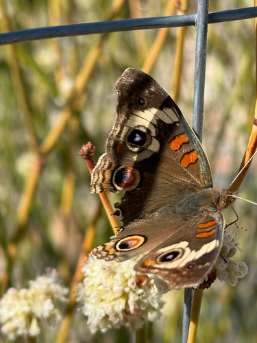 Gray Buckeye