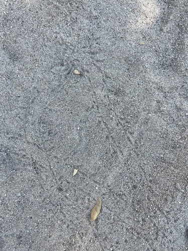 iNaturalist observation photo of Vertebrates