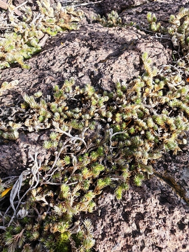 Peruvian Spikemoss
