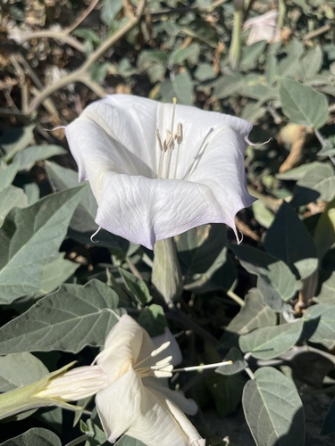 Sacred Datura