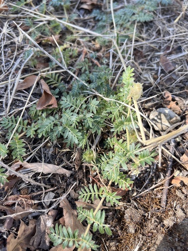 puncture vine