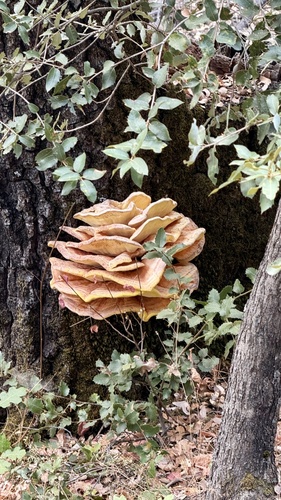 Western Hardwood Sulphur Shelf