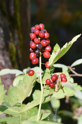 red baneberry