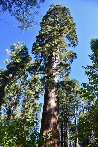 giant sequoia