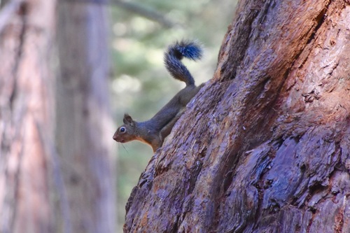 Douglas's Squirrel