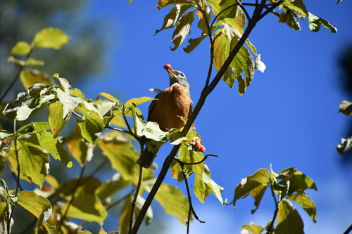 American Robin