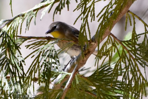 Yellow-rumped Warbler