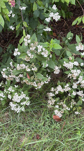 white snakeroot