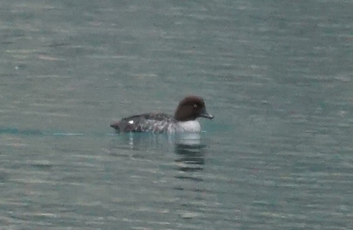 Common Goldeneye