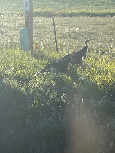 Wild Turkey