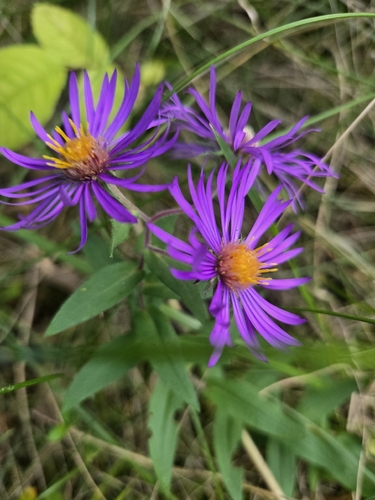 New England aster