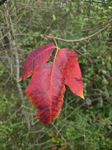 eastern poison ivy