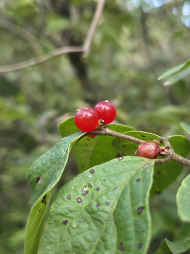Amur honeysuckle