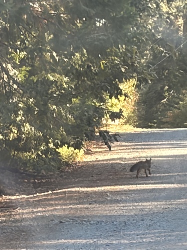 Gray Fox