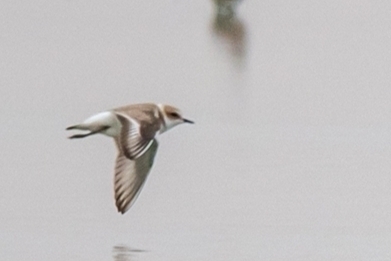 Kentish Plover