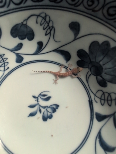 Mediterranean House Gecko