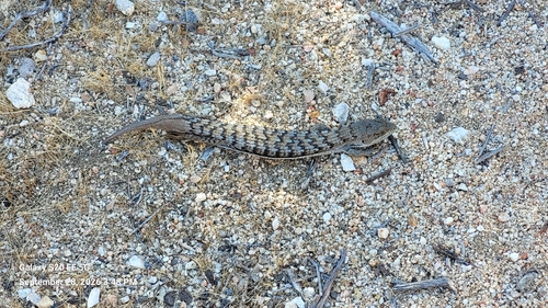 Southern Alligator Lizard