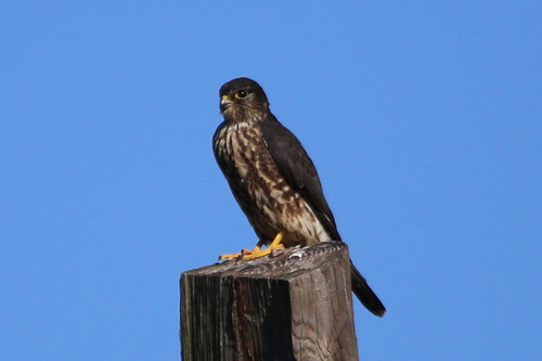 Merlin