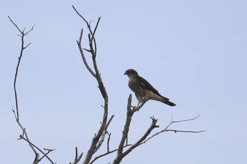 Merlin