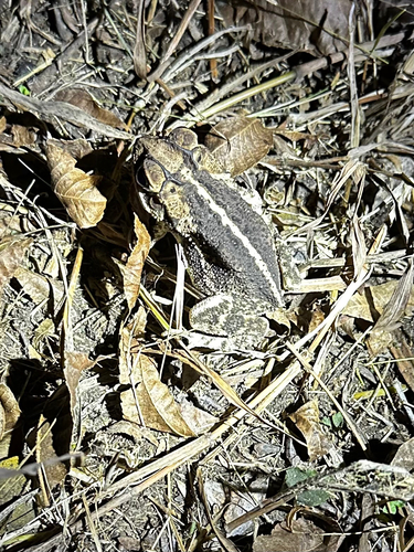 Gulf Coast Toad
