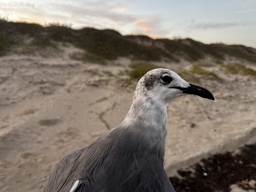 Laughing Gull