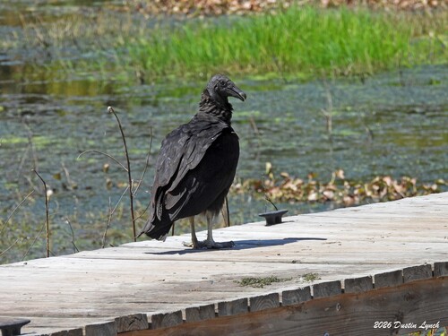 Black Vulture