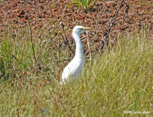Western Cattle-Egret