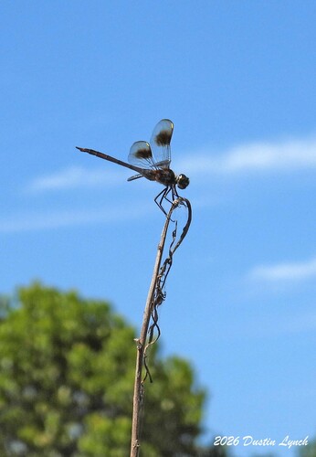 Four-spotted Pennant