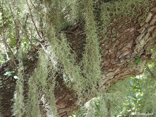 Spanish moss