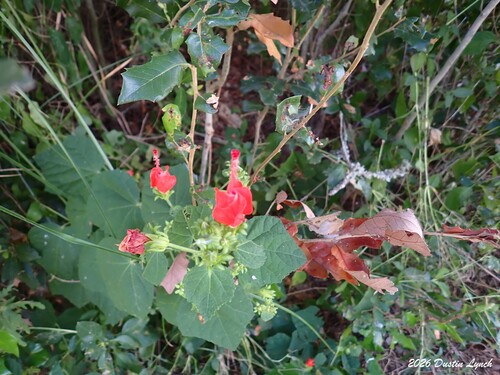 Turk's cap