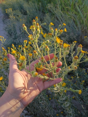 Telegraphweed