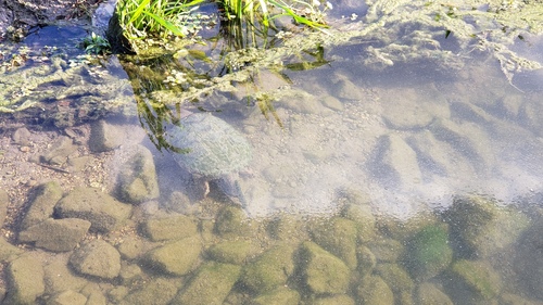 Common Snapping Turtle