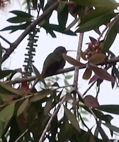 Gilded Hummingbird