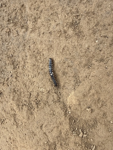 Orthomorphella pekuensis