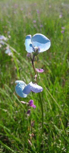 Broughton Pea
