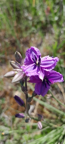 chocolate lily