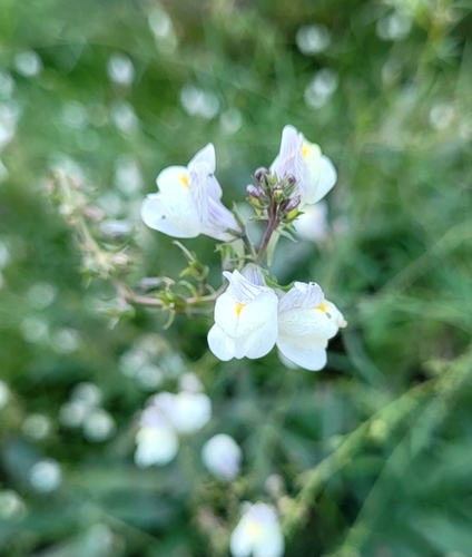 Pale Toadflax