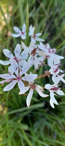 Milkmaids