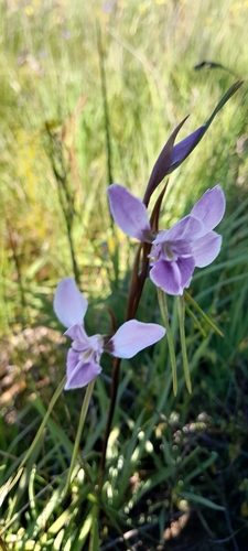 purple donkey orchid